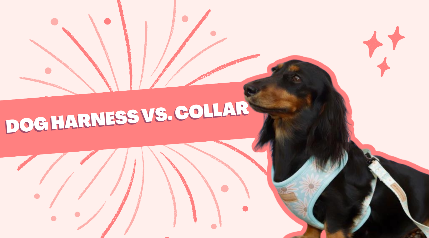 Dog Collar or Harness? Which one is better? Von Hound and Friends