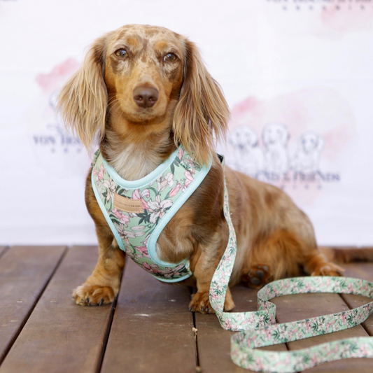 soft lead dog leash