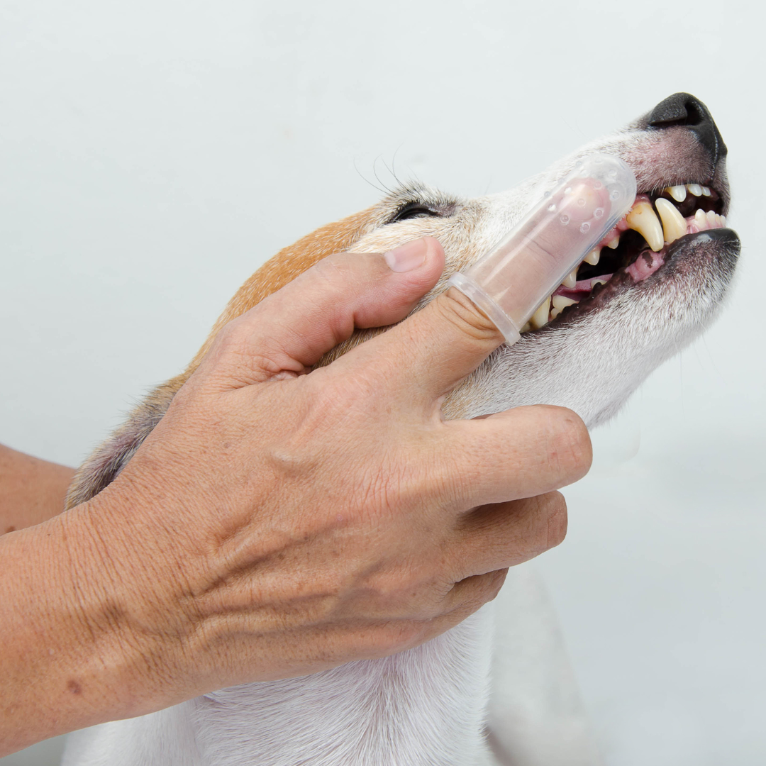 BPA Free Pet Tooth Brush - Von Hound and Friends