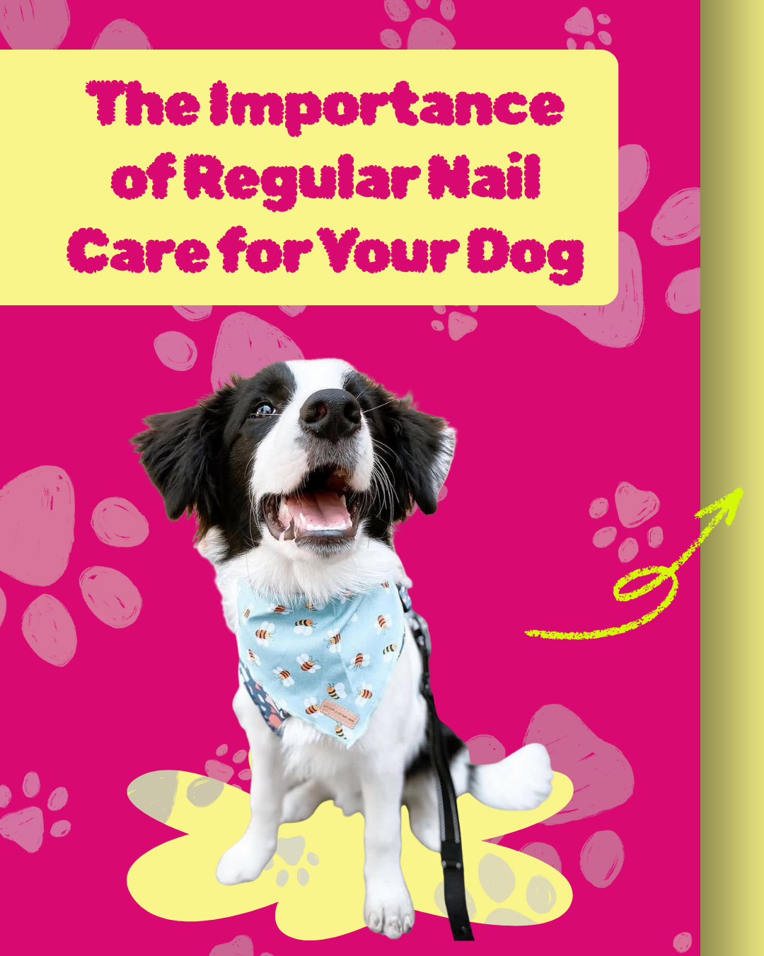 Stop the Paw Pain! 💅 Discover the Key to Your Dog’s Comfort