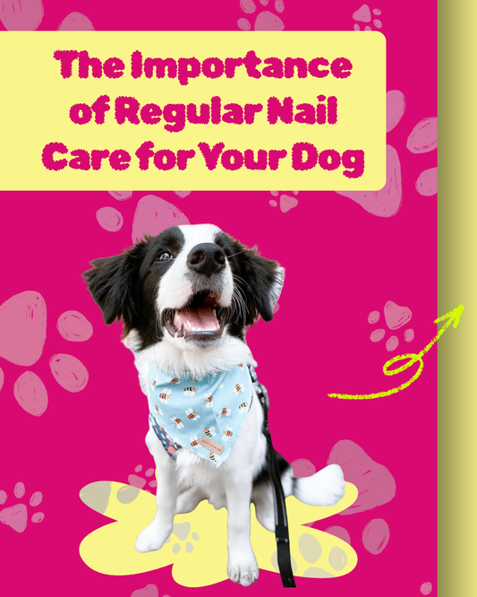 Stop the Paw Pain! 💅 Discover the Key to Your Dog’s Comfort