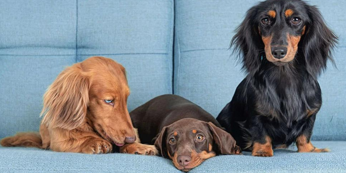 5 Tips on helping Dogs with Anxiety by Von Hound and Friends