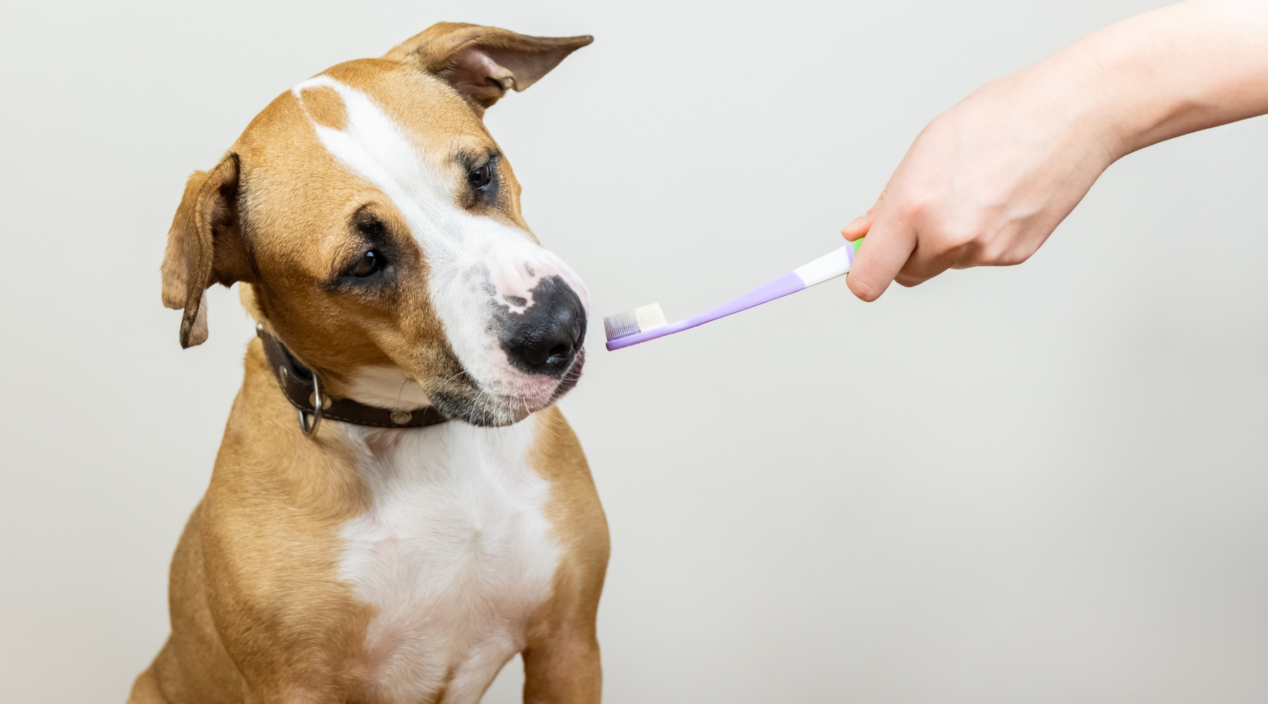 How to keep your pets dental health good - Von Hound and Friends