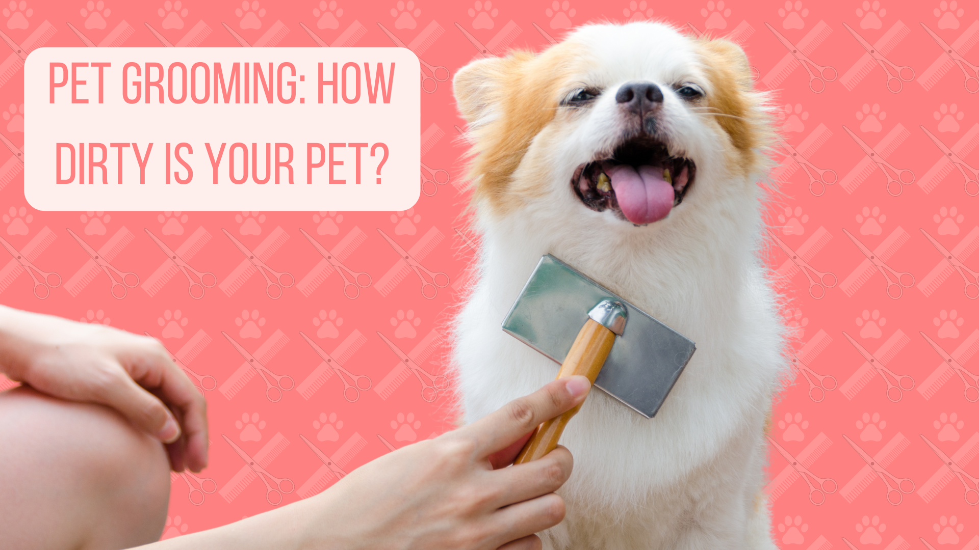 The benefits of grooming your pet regularly