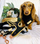Everything about Dog Harnesses and Which One Your Breed Needs