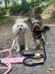 Is Your Dog’s Collar Causing Hair Loss? 5 Comfort-First Upgrades