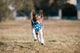 How to Use a Dog Training Clicker for Force-Free Training