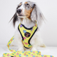 Are cheap dog grooming scissors worth it? Common Australian Dog Owner Mistakes