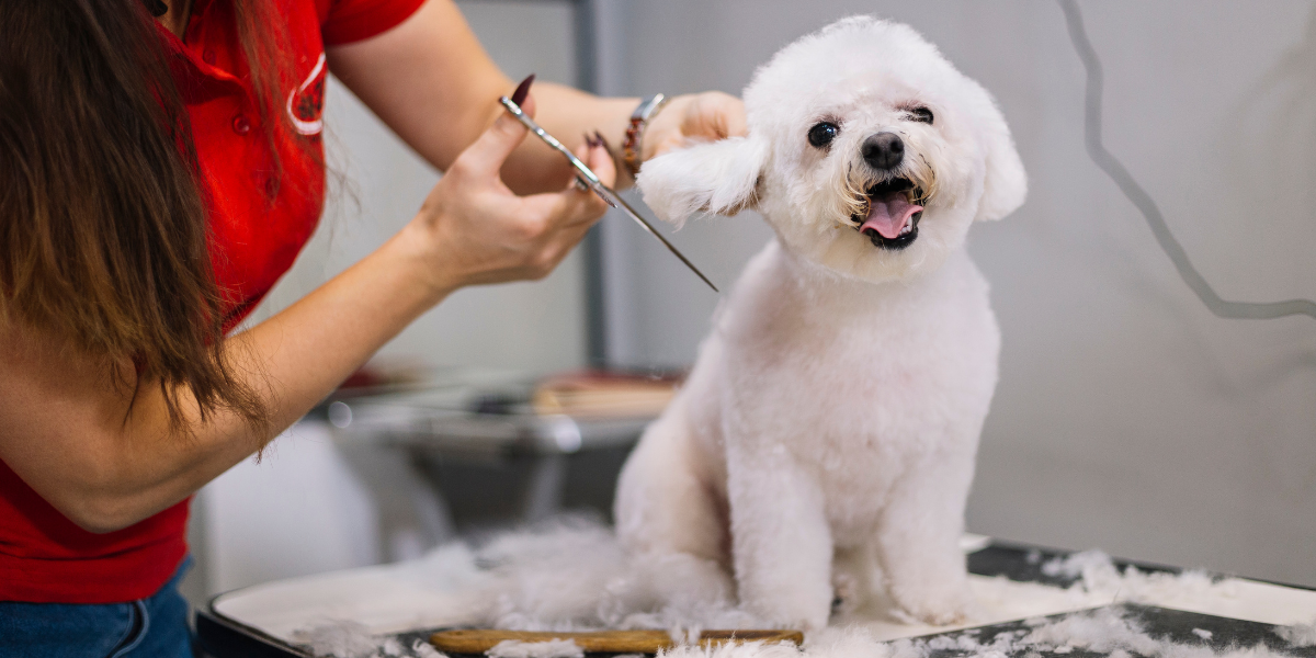 Why Dog Grooming is important - Von Hound and Friends