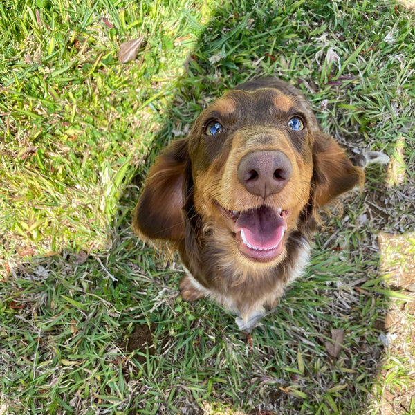 Dog Medical Care