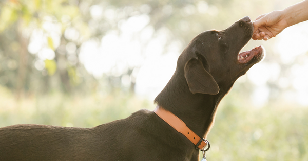 Dog Feeding Essentials