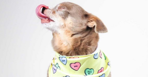 Dog Bandanas Australia