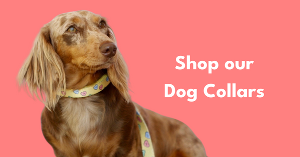Dog Collars Online