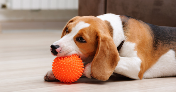 Best Dog Enrichment Toys