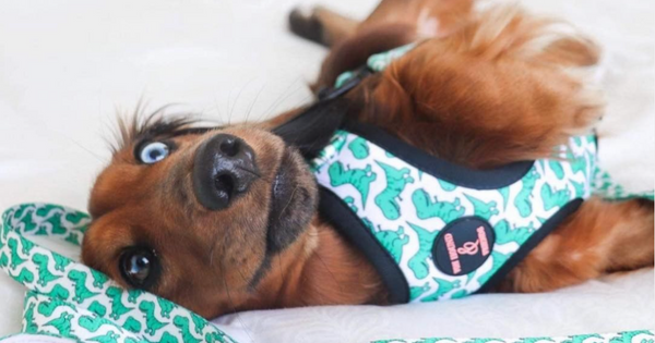 Adjustable Dog Harness