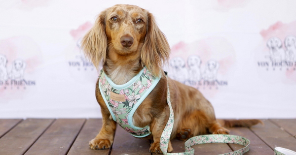 Lily Collar and Leash Set - The New York Dog Shop