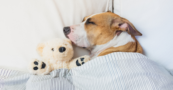 Dog Sofa Bed Australia