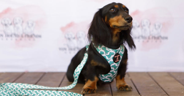 RAWR-TASTIC COLLECTION