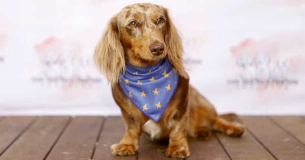 STARSHINE SEREN COLLECTION