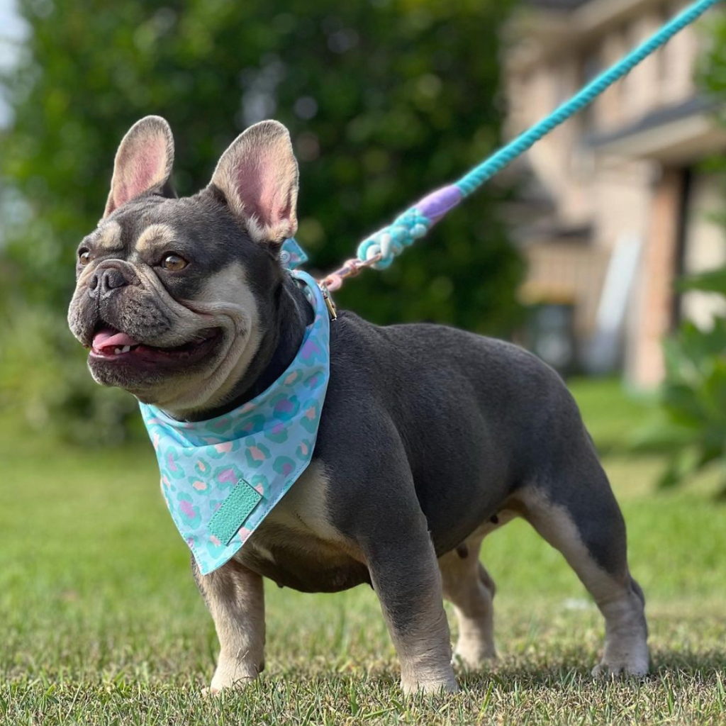 Blue Crush Leopard Collection - Von Hound and Friends