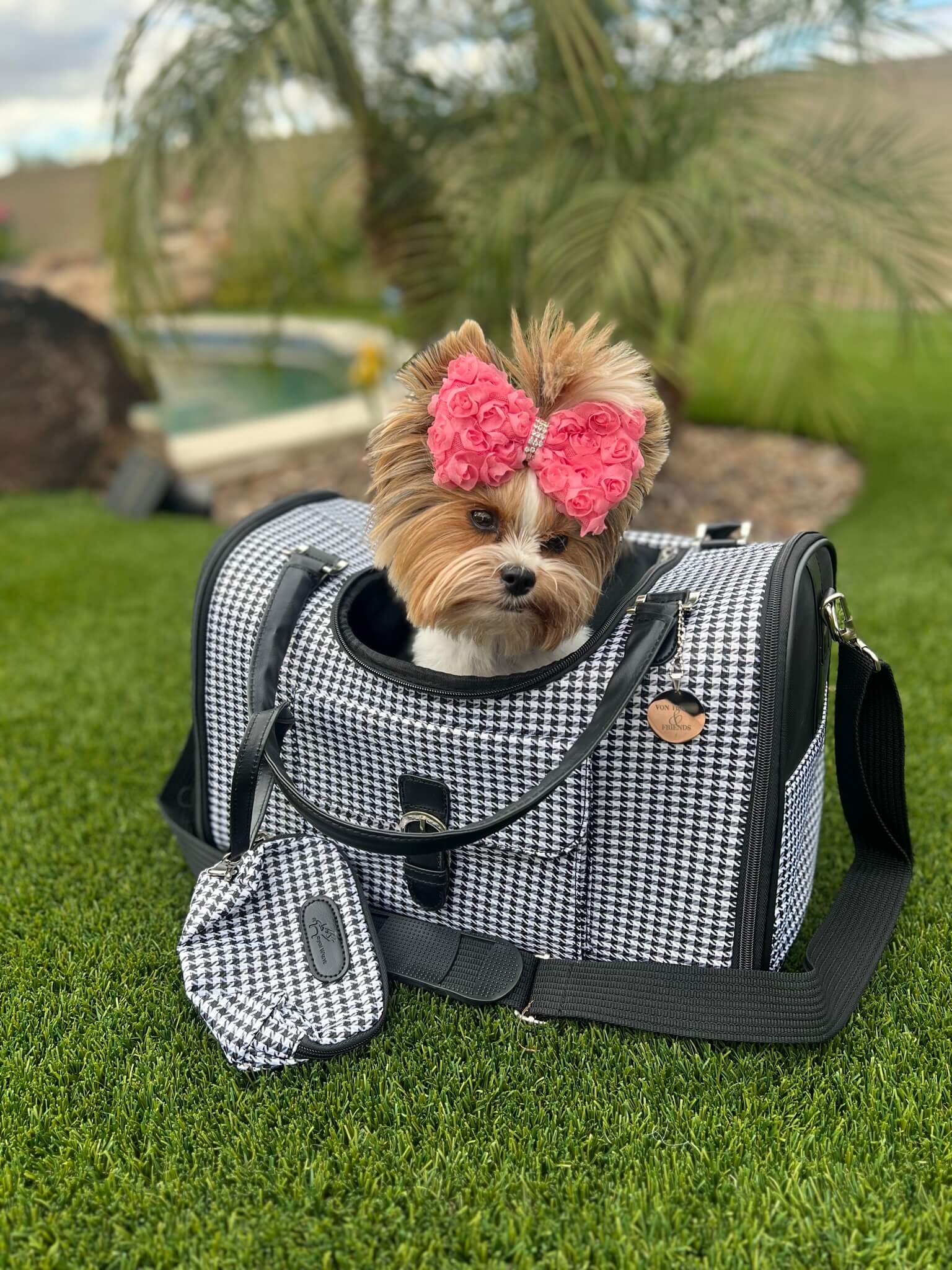 dog accessories online