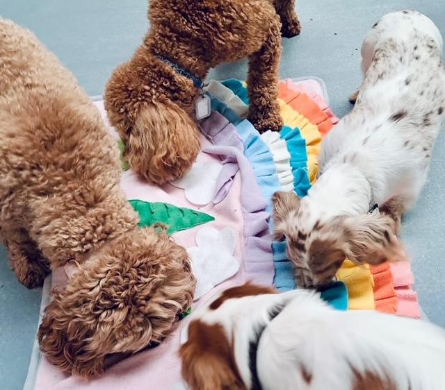 Photo of dogs playing