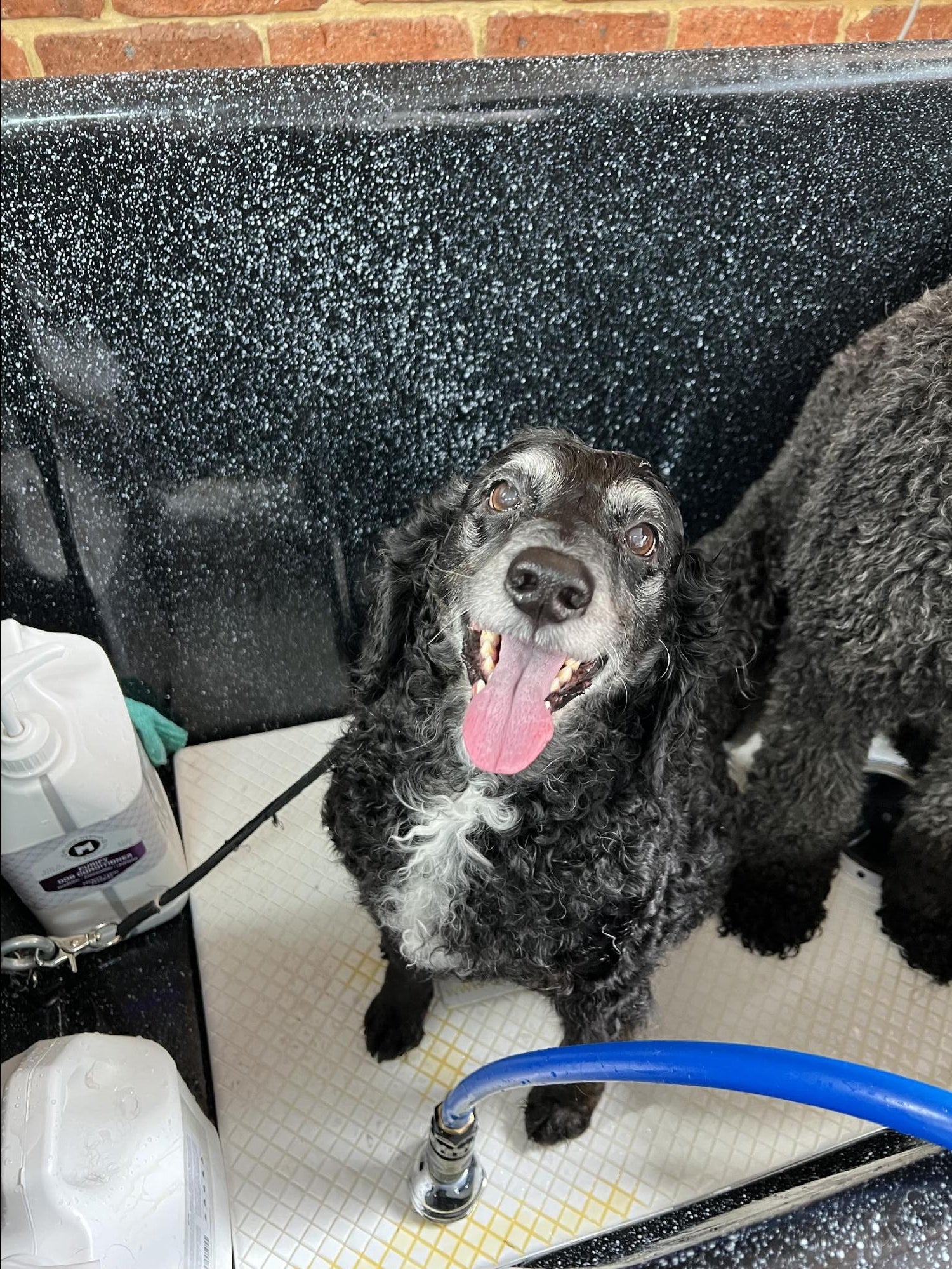 Photo of dog getting groomed