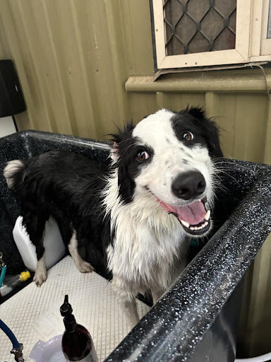 Photo of dog getting groomed