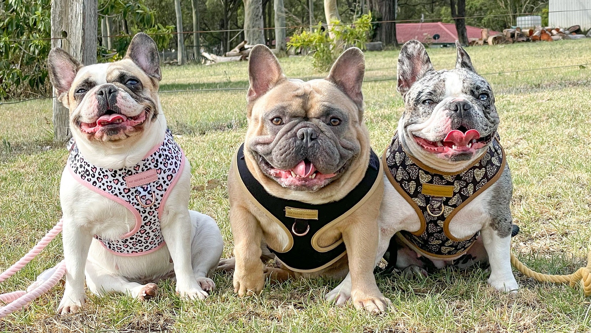 Happy dogs wearing harnesses and leashes | Von Hound and Friends | Premium Dog Accessories in Australia