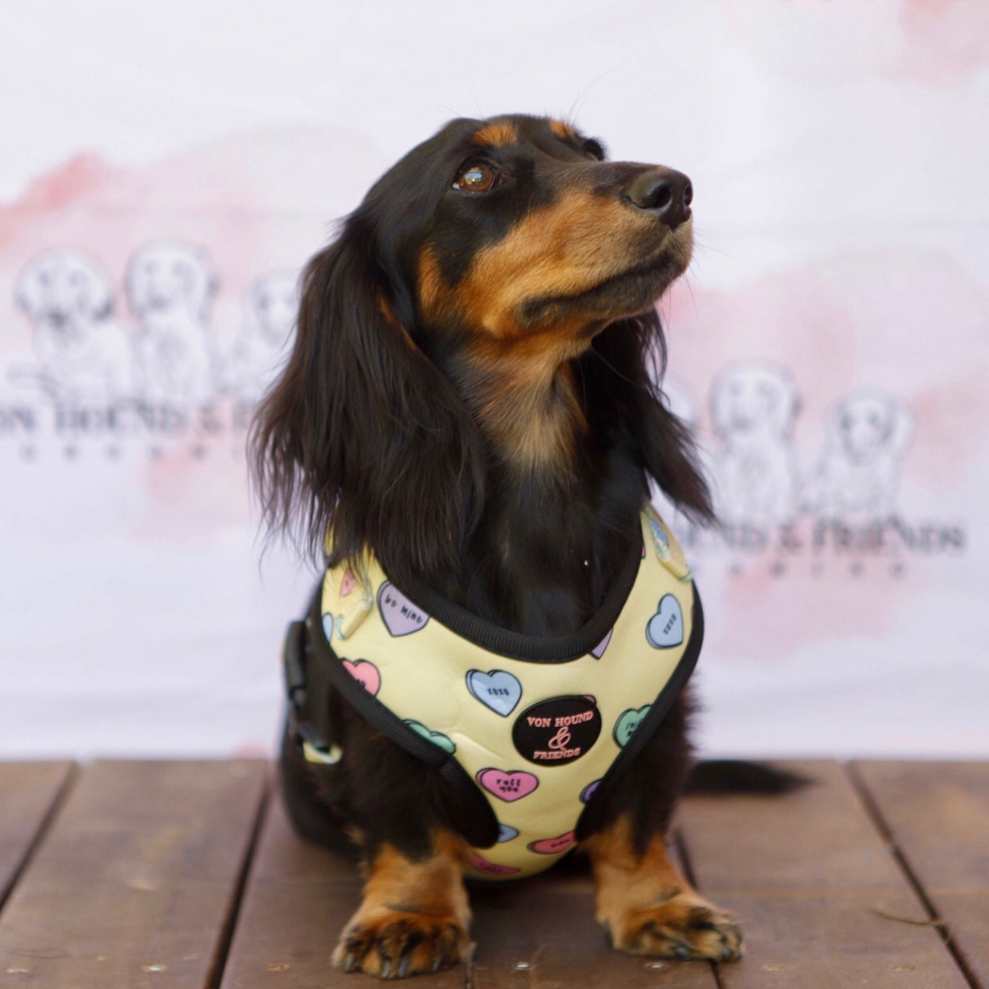 Adjustable Dog Harness with love hearts- Von Hound and Friends
