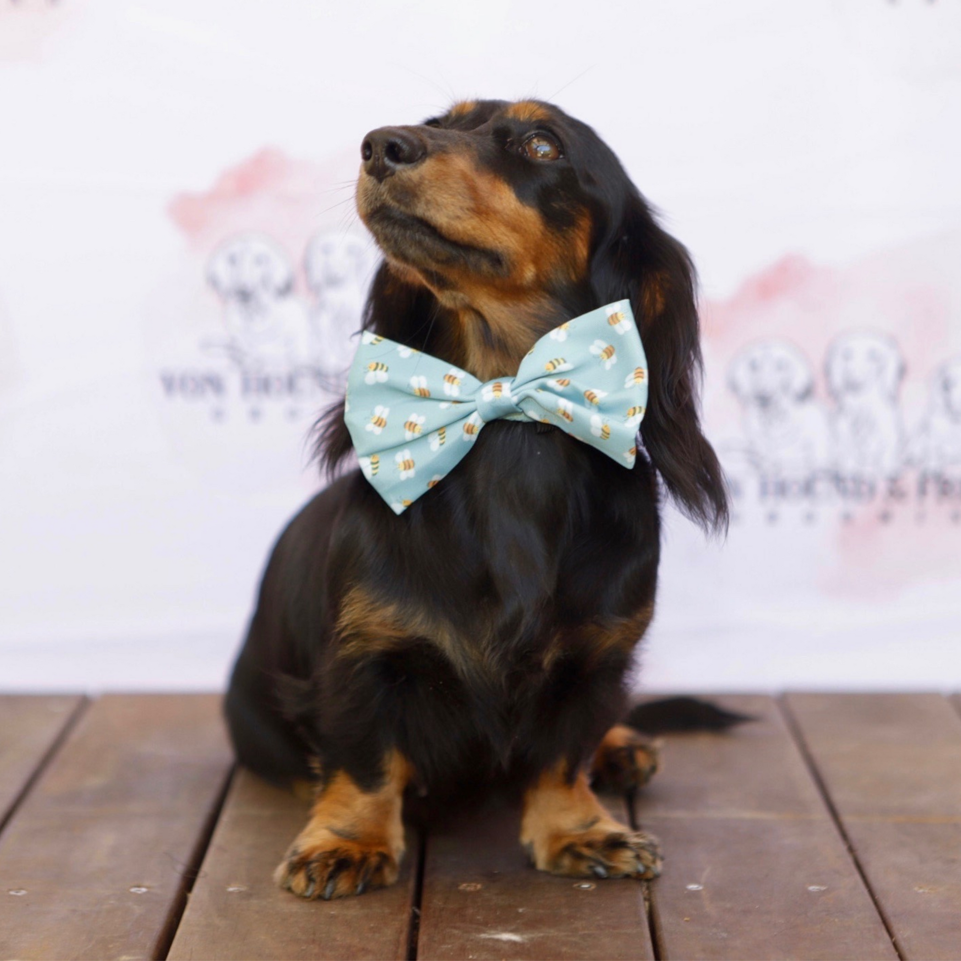 Blue Bumble Bee Dog Collar - Von Hound and Friends