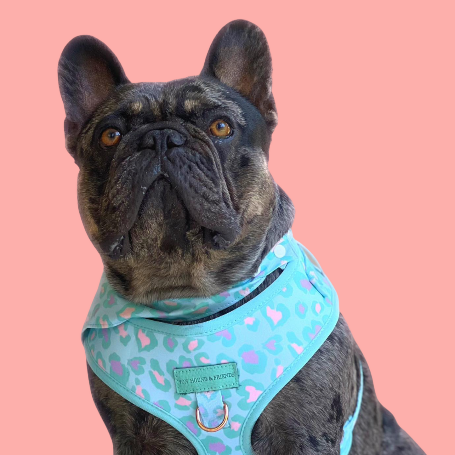 Blue Leopard Print Dog Harness - Von Hound and Friends