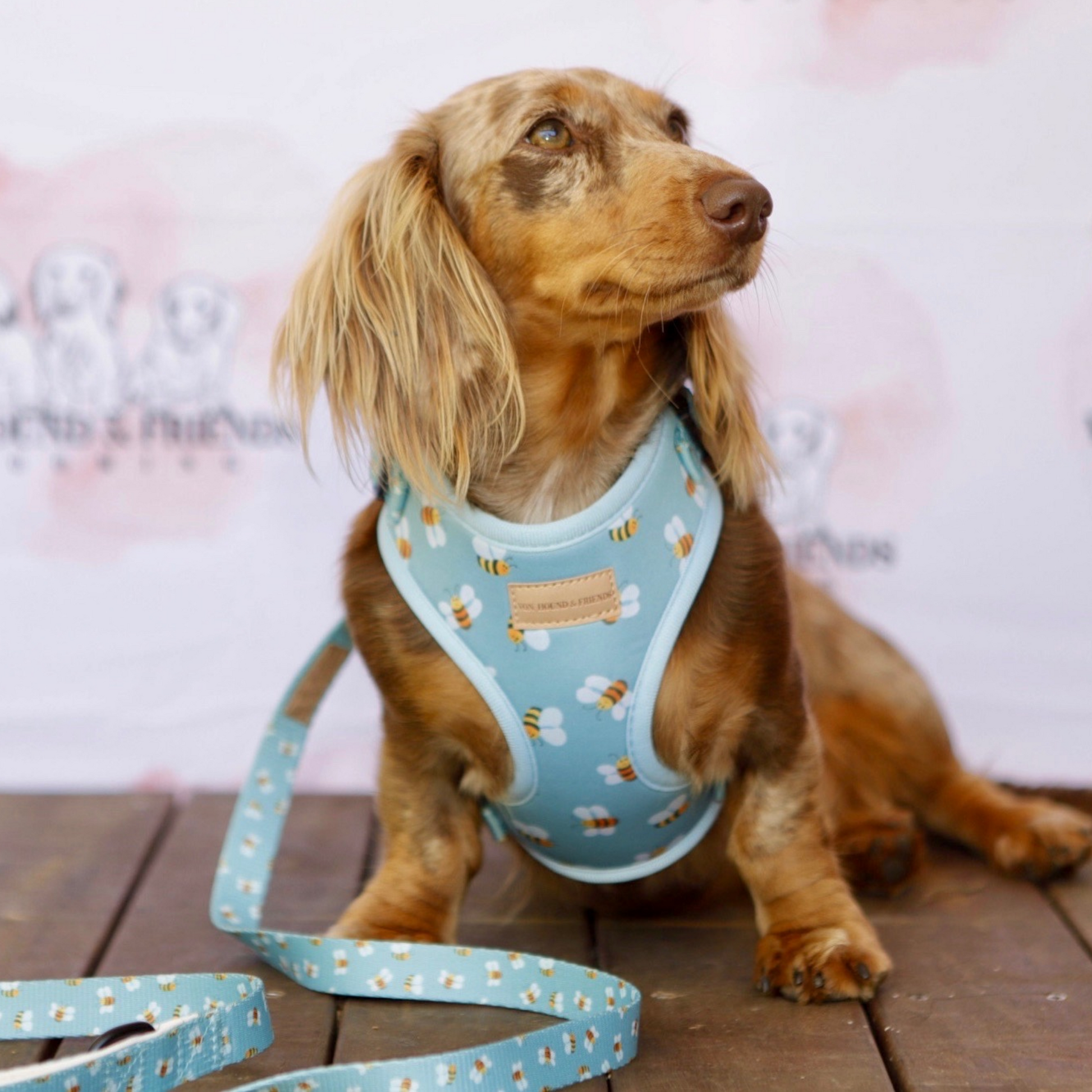 adjustable dog harness australia
