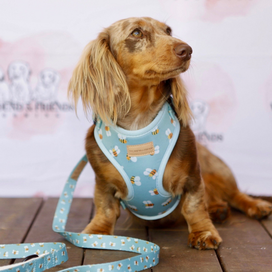 Bumble Bee Adjustable Puppy Harness - Von Hound and Friends