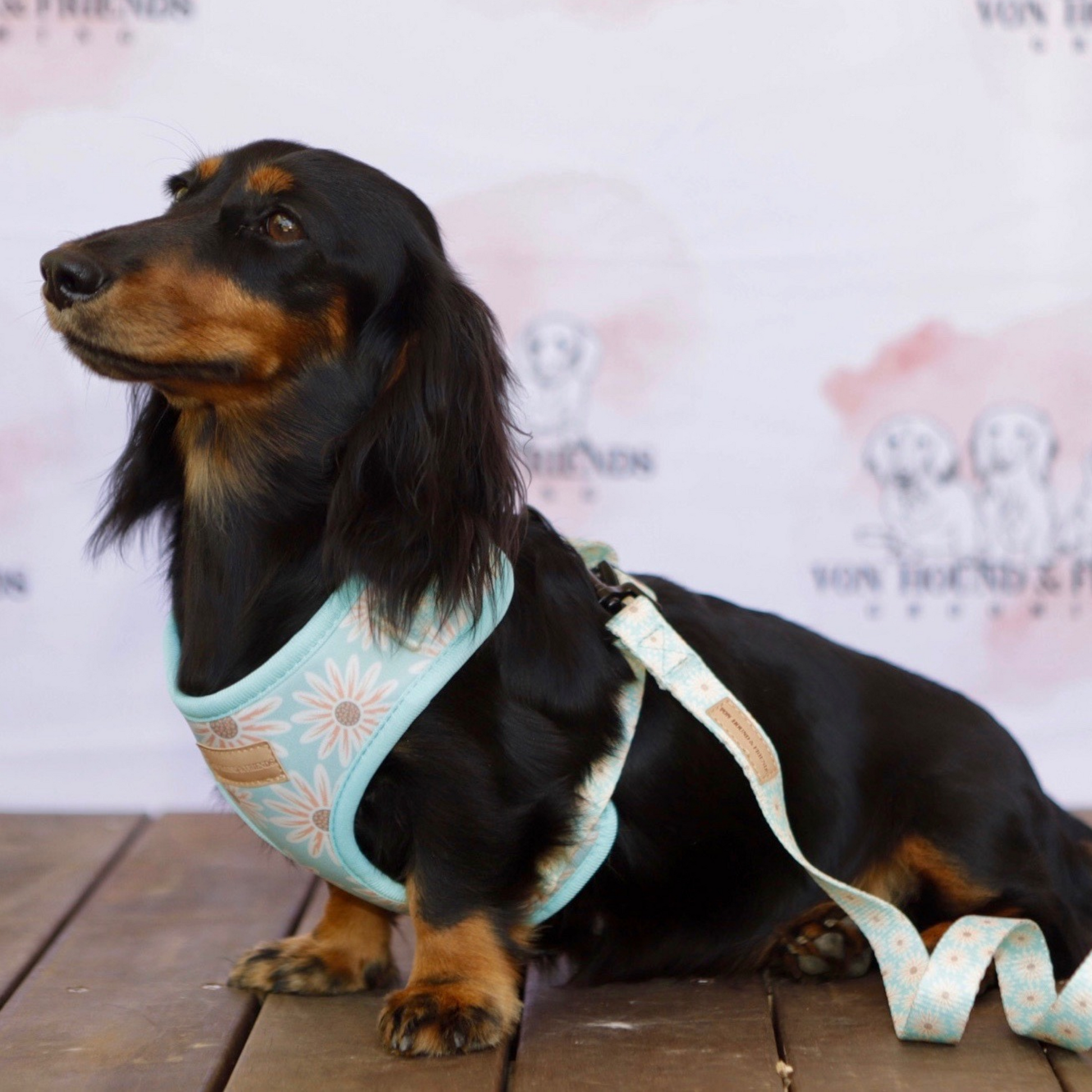 Daisy Adjustable Harness - Von Hound and Friends