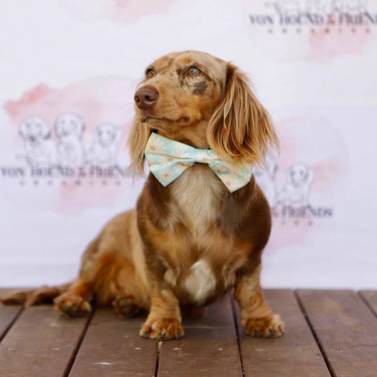 Daisy Dog Soft Collar - Von Hound and Friends