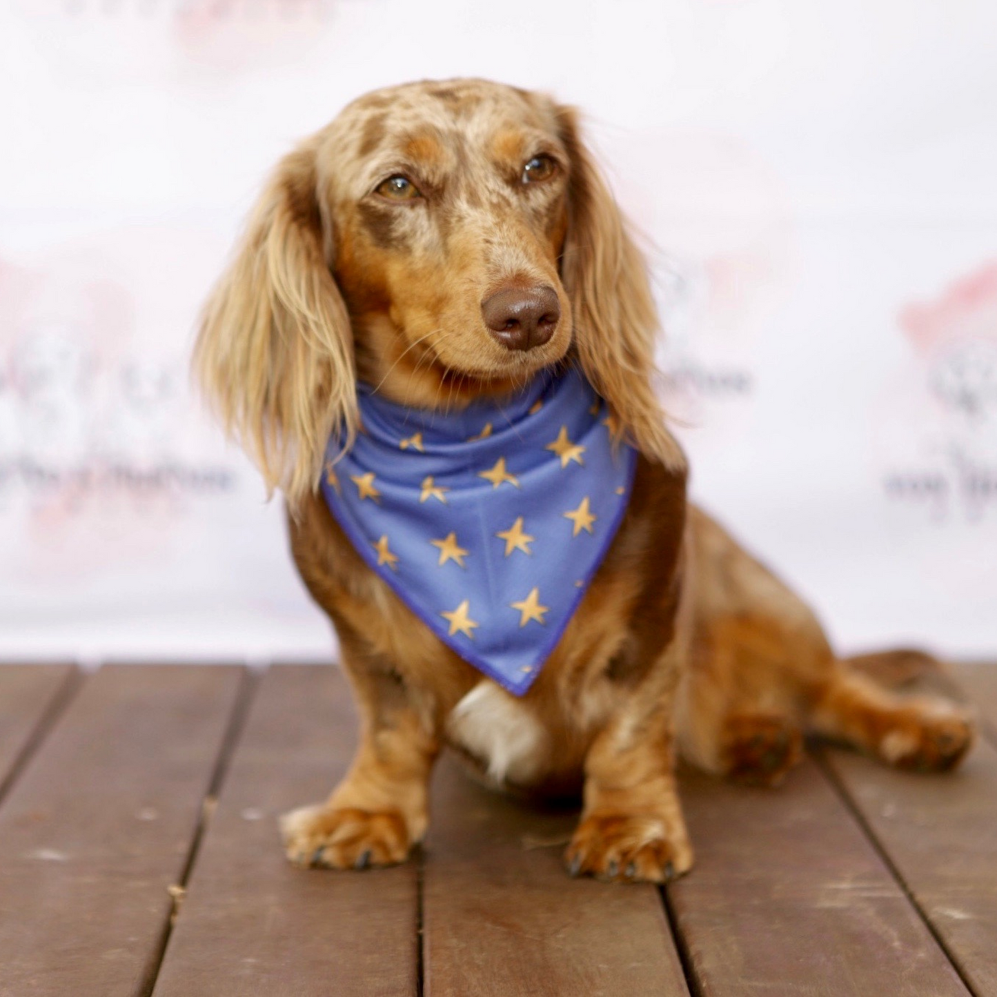Dog-Bandana with Stars - Von Hound and Friends