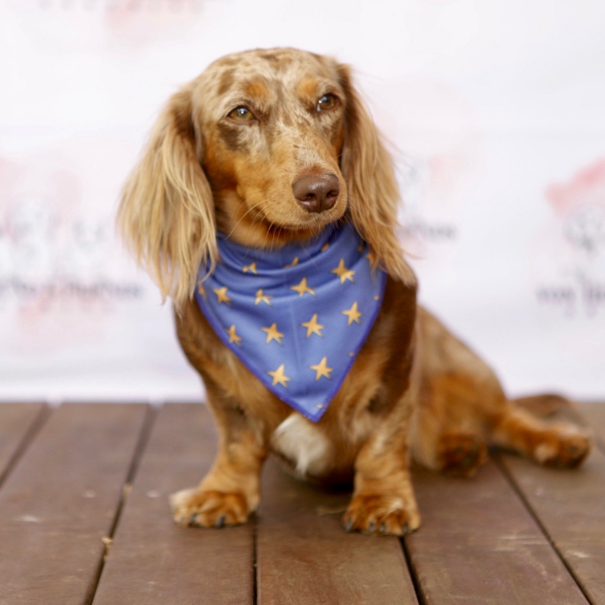 Dog-Bandana with Stars - Von Hound and Friends