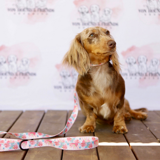 Dog Leads Australia - Von Hound and Friends