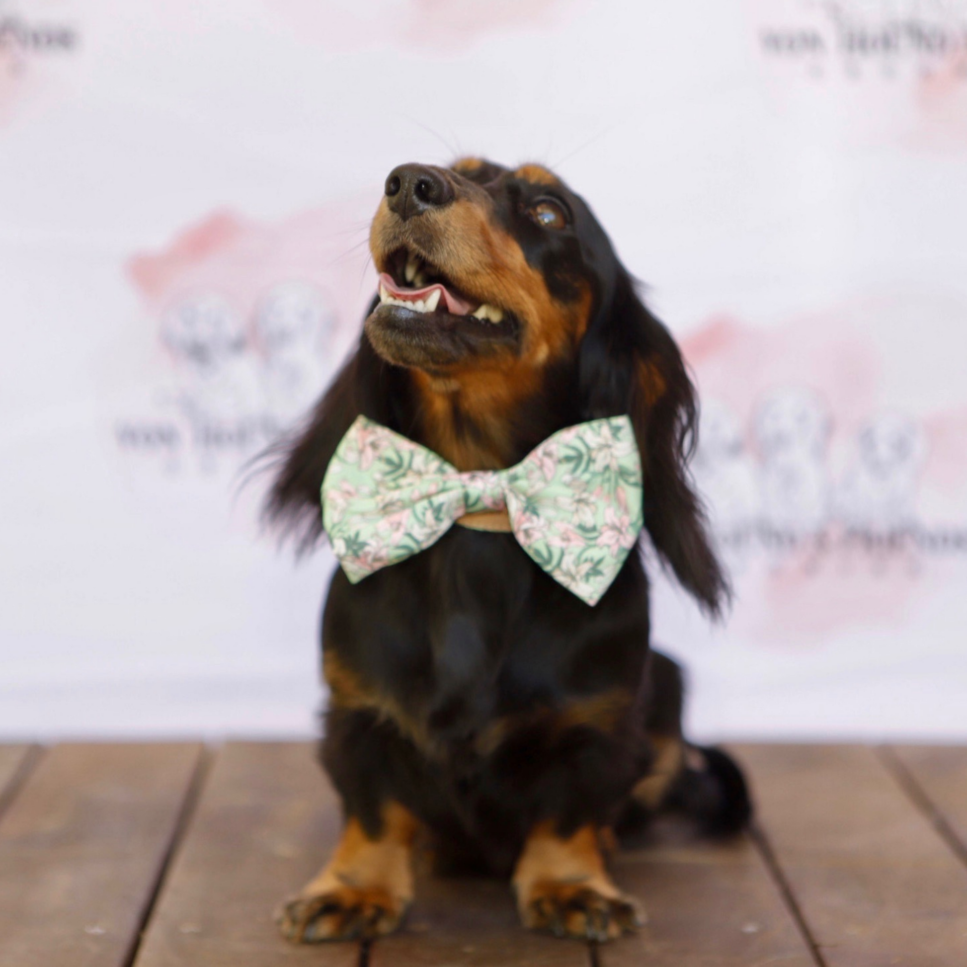 Green Flower Dog Collar - Von Hound and Friends