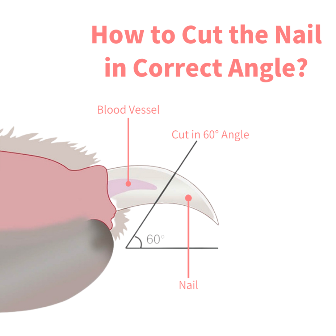 How to cut your pets nails - Von Hound and Friends