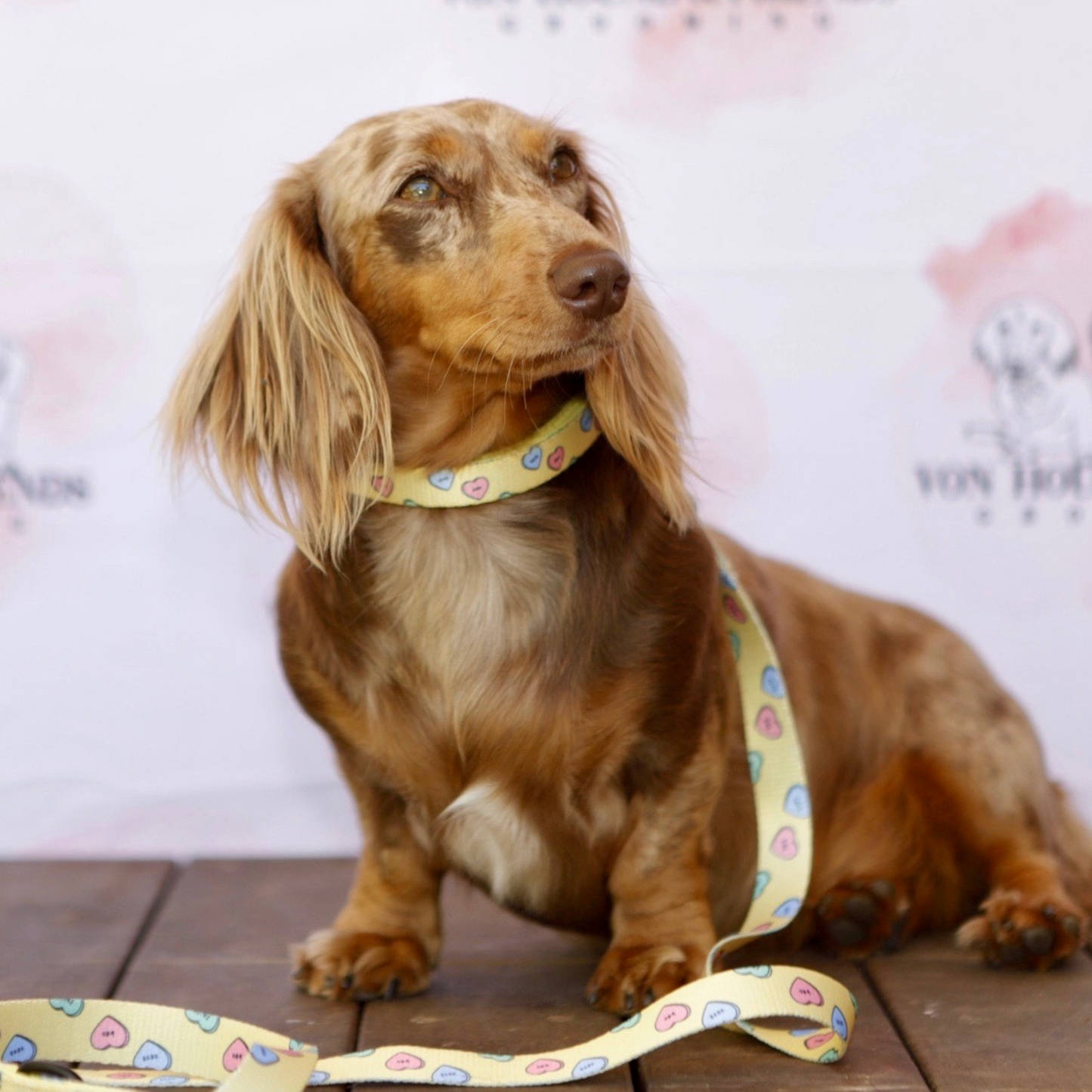 Love Heart Dog Leash -Von Hound and Friends