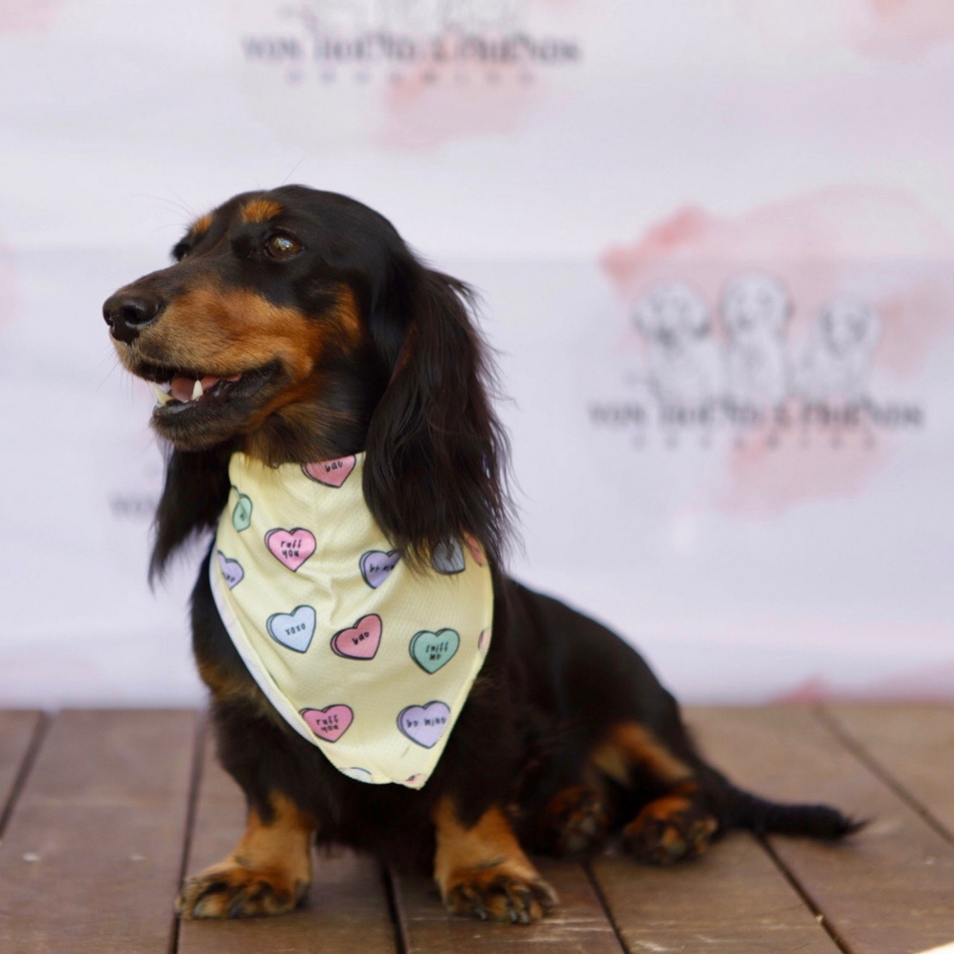 Love Heart Pet Bandana - Von Hound and Friends
