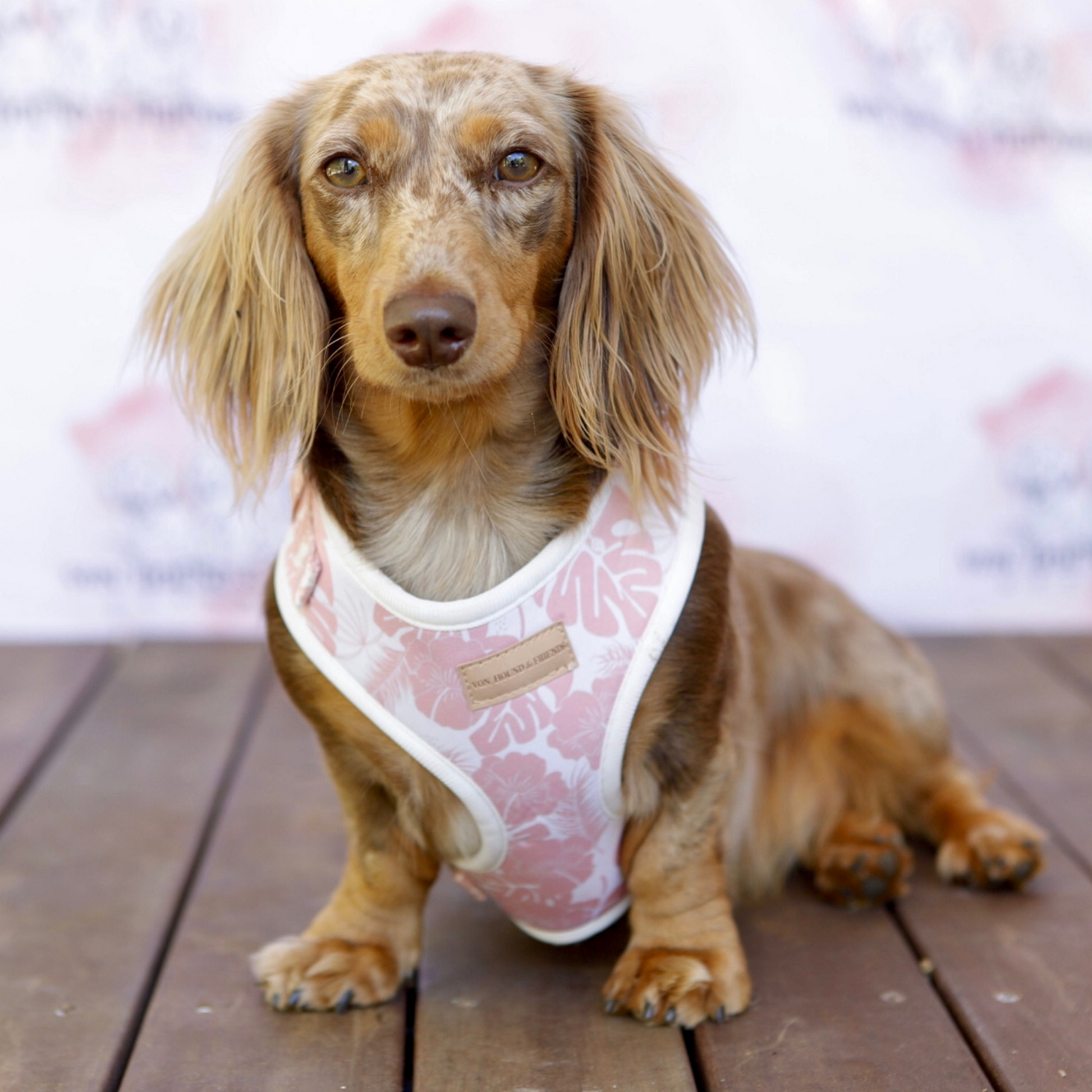 Pink and White Pet Harness - Von Hound and Friends