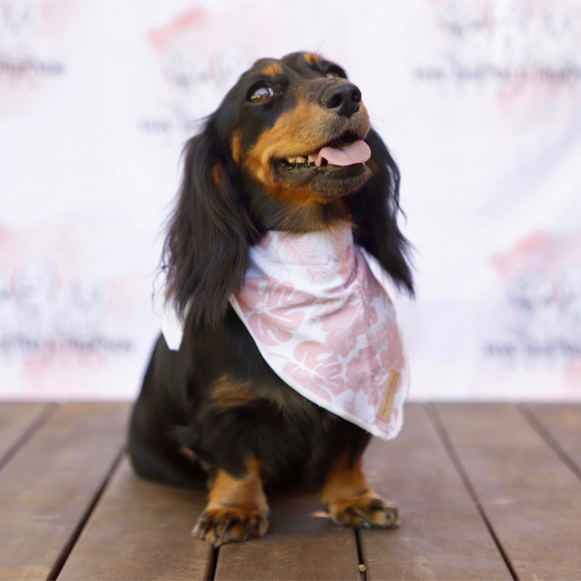 Pink and White Dog Bandana - Von Hound and Friends