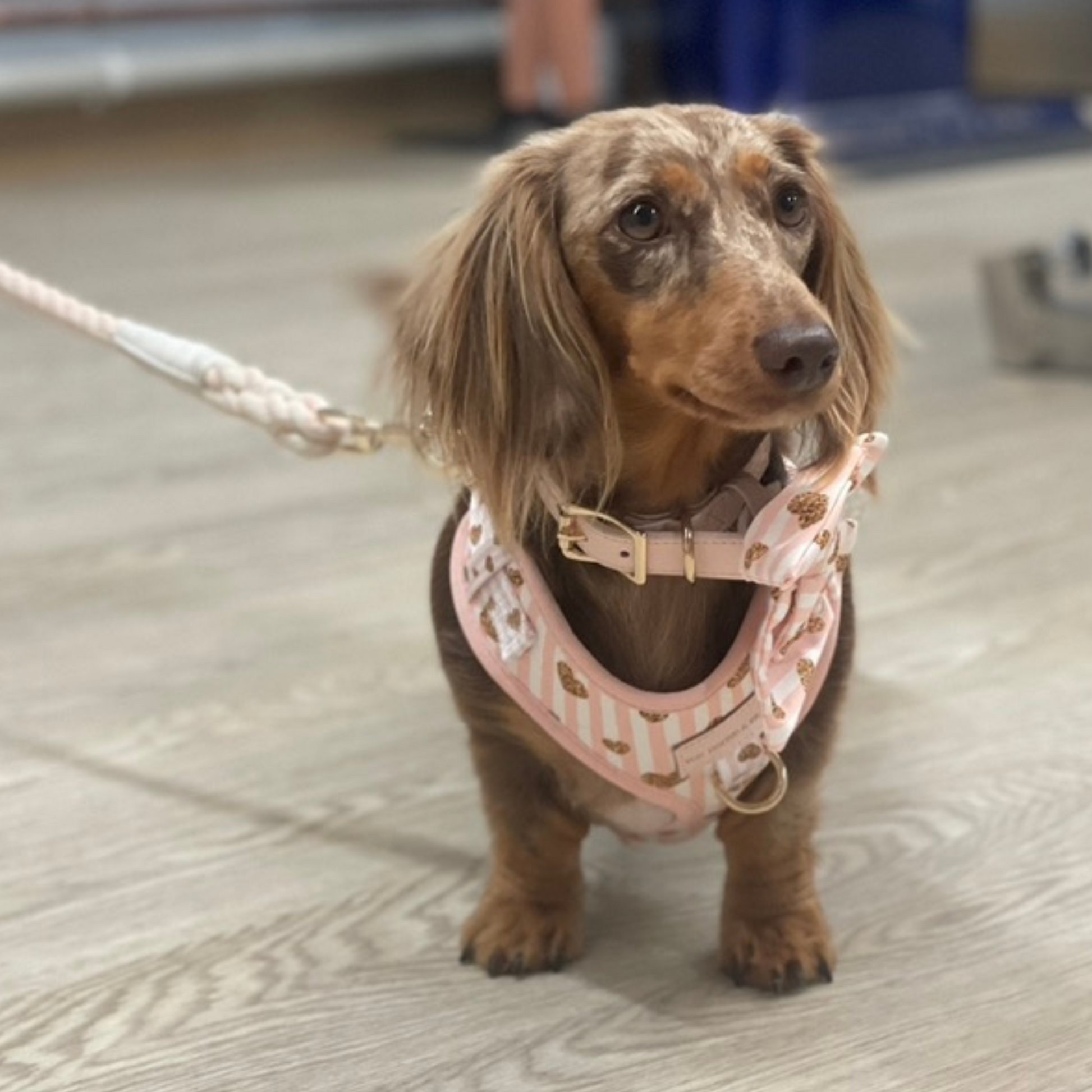 Pink and White Puppy Harness - Von Hound and Friends