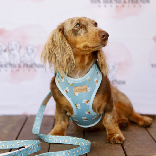 Puppy Leash - Von Hound and Friends