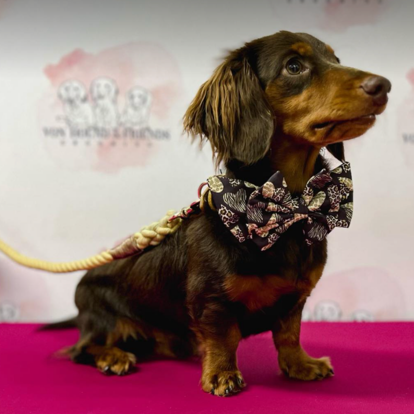 Safari Collar and Bow - Hound and Friends