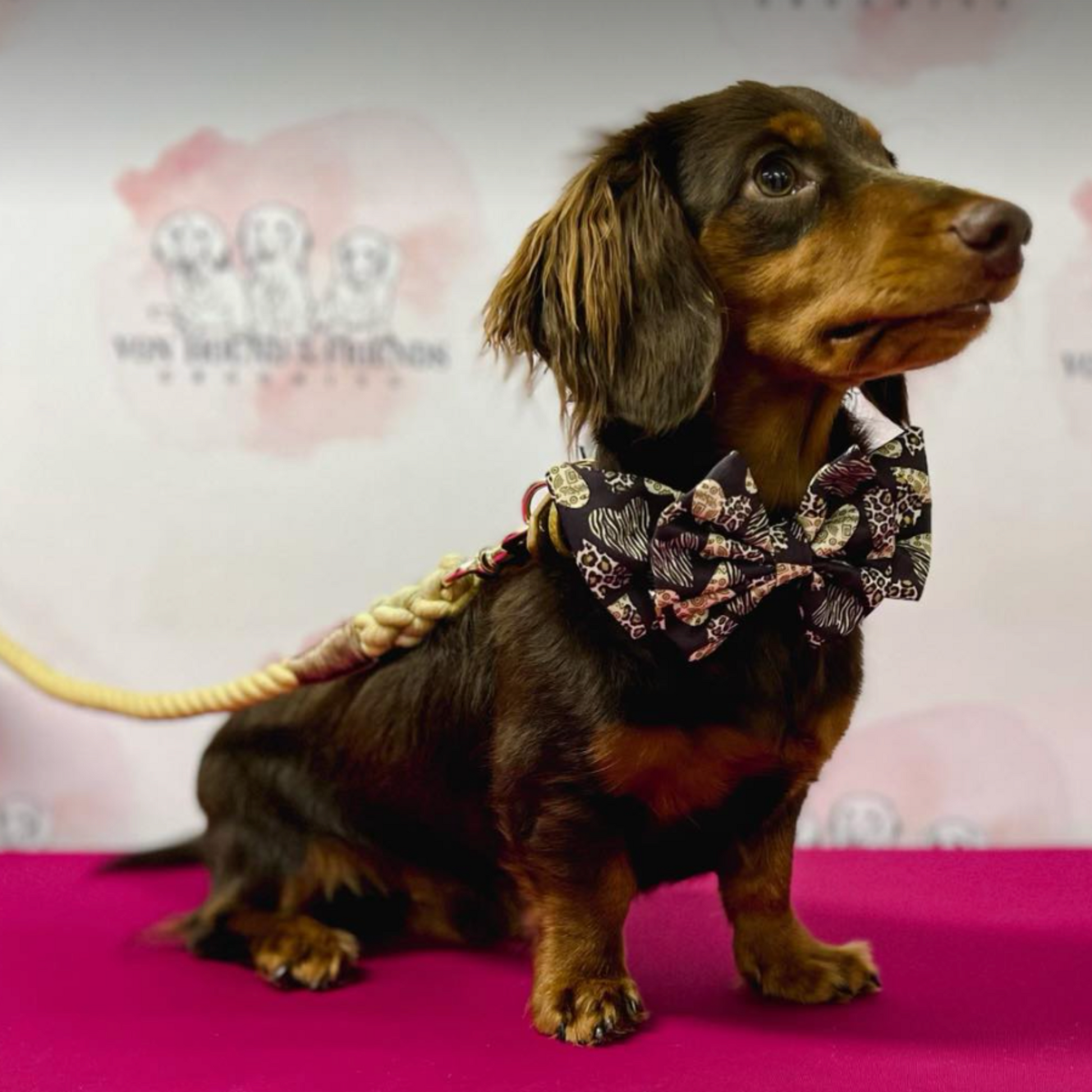 Safari Collar and Bow - Hound and Friends