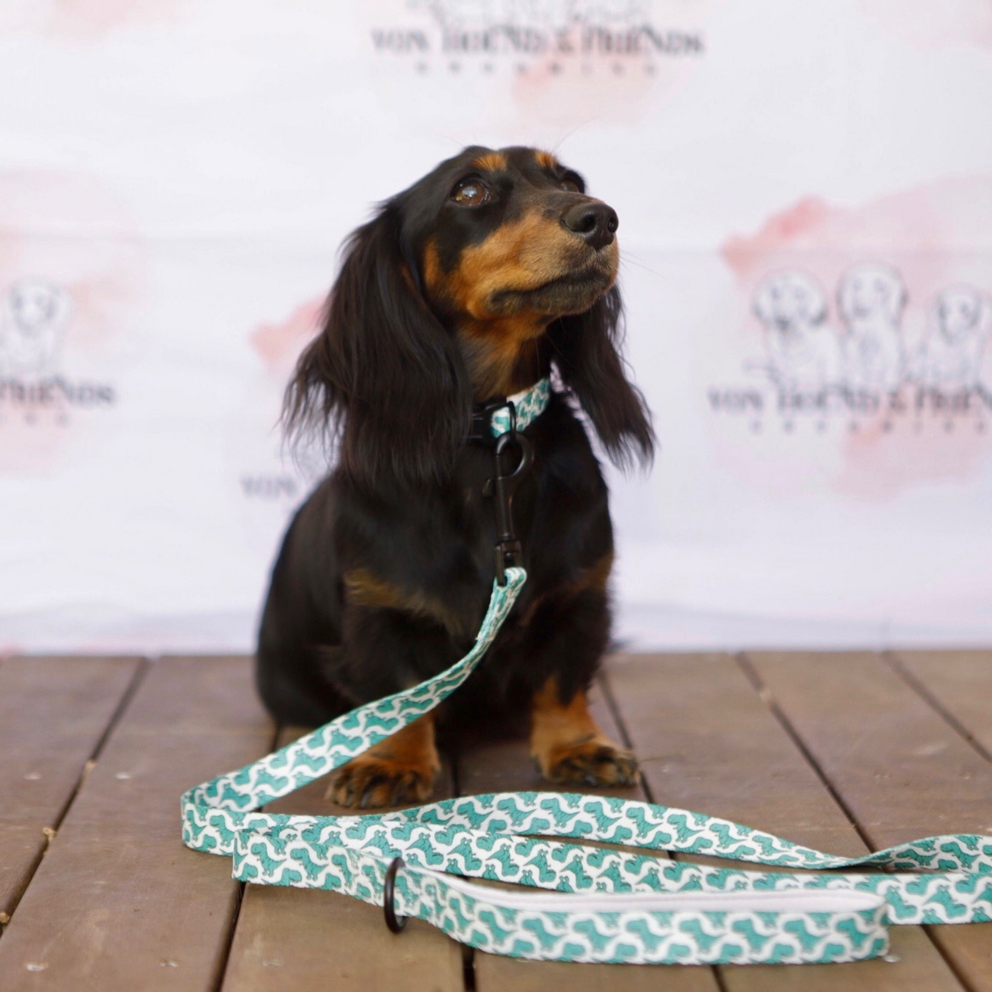 Soft Dog Collar with Dinosaurs - Von Hound and Friends